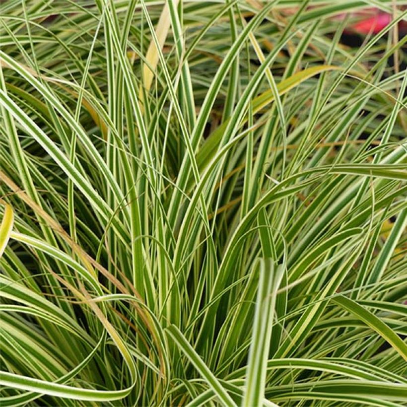 Carex oshimensis Evercream - Laîche d'Oshima (Foliage)