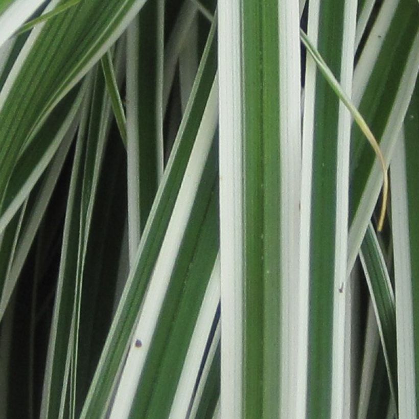 Carex oshimensis Everest® - Laîche d'Oshima (Foliage)
