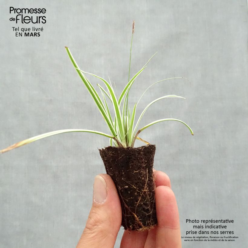 Example of Carex oshimensis Everest® - Laîche d'Oshima Mini-motte Ø 3/4 cm as you get in printemps