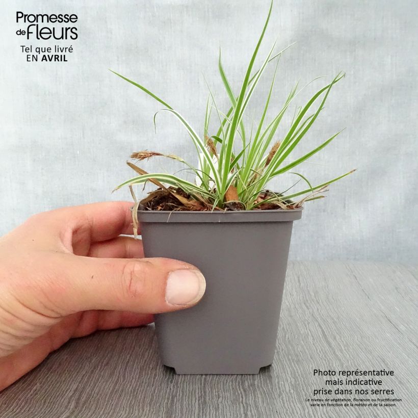 Example of Carex oshimensis Everest® - Laîche d'Oshima Godet de 8/9 cm as you get in printemps