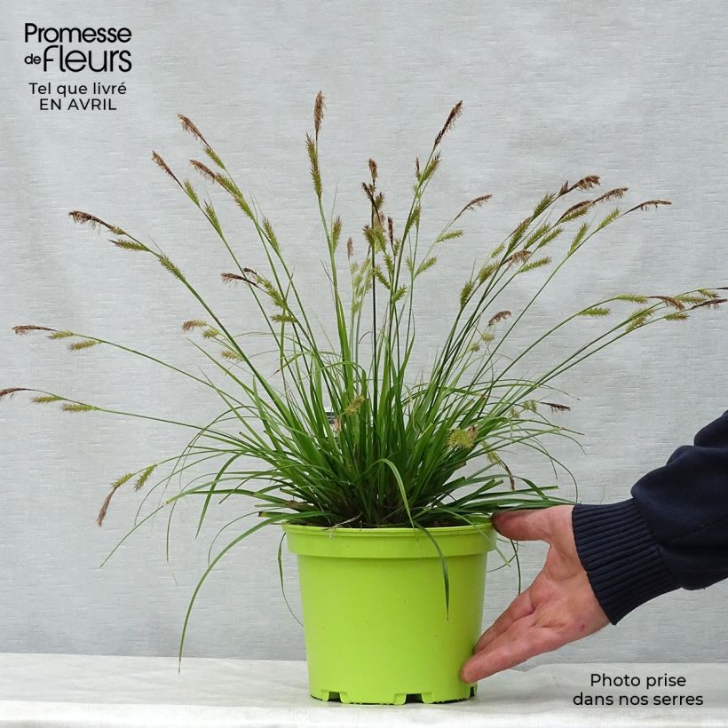 Example of Carex oshimensis Evergreen - Laîche d'Oshima  Pot de 2L/3L as you get in printemps