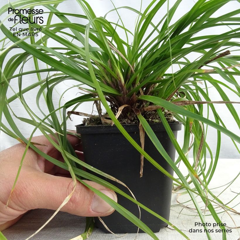 Example of Carex oshimensis Evergreen - Laîche d'Oshima  Godet de 8/9 cm as you get in printemps