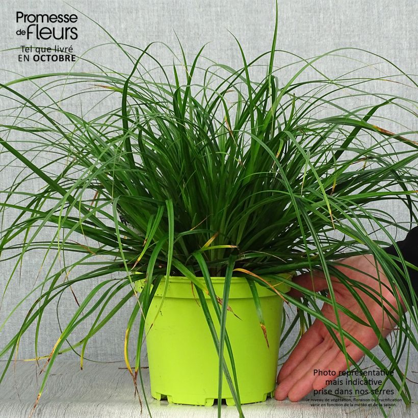 Spécimen de Carex oshimensis Evergreen - Laîche d'Oshima  Pot de 2L/3L tel que livré en automne