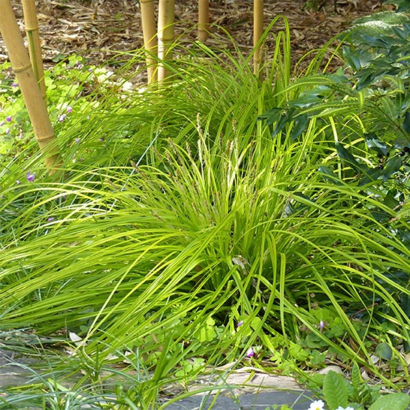 Carex oshimensis Everillo - Laîche d'Oshima (Plant habit)