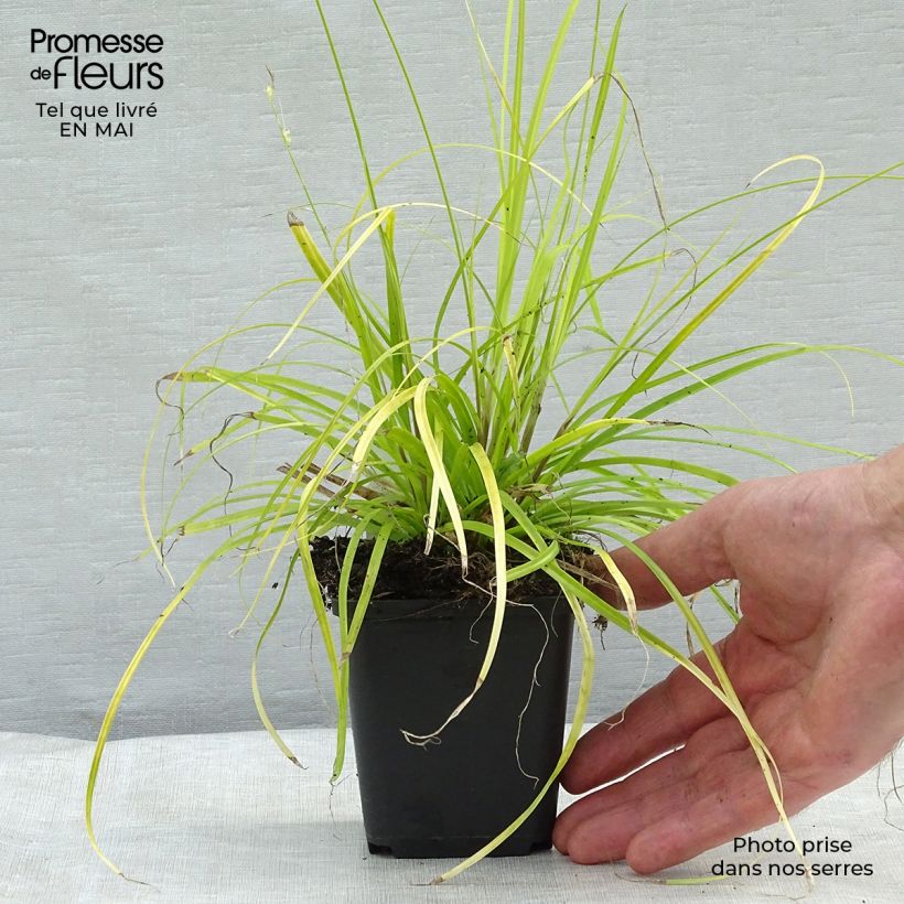 Example of Carex oshimensis Everillo - Laîche d'Oshima Godet de 8/9 cm as you get in printemps