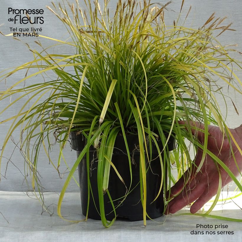 Example of Carex oshimensis Everillo - Laîche d'Oshima Pot de 2L/3L as you get in printemps