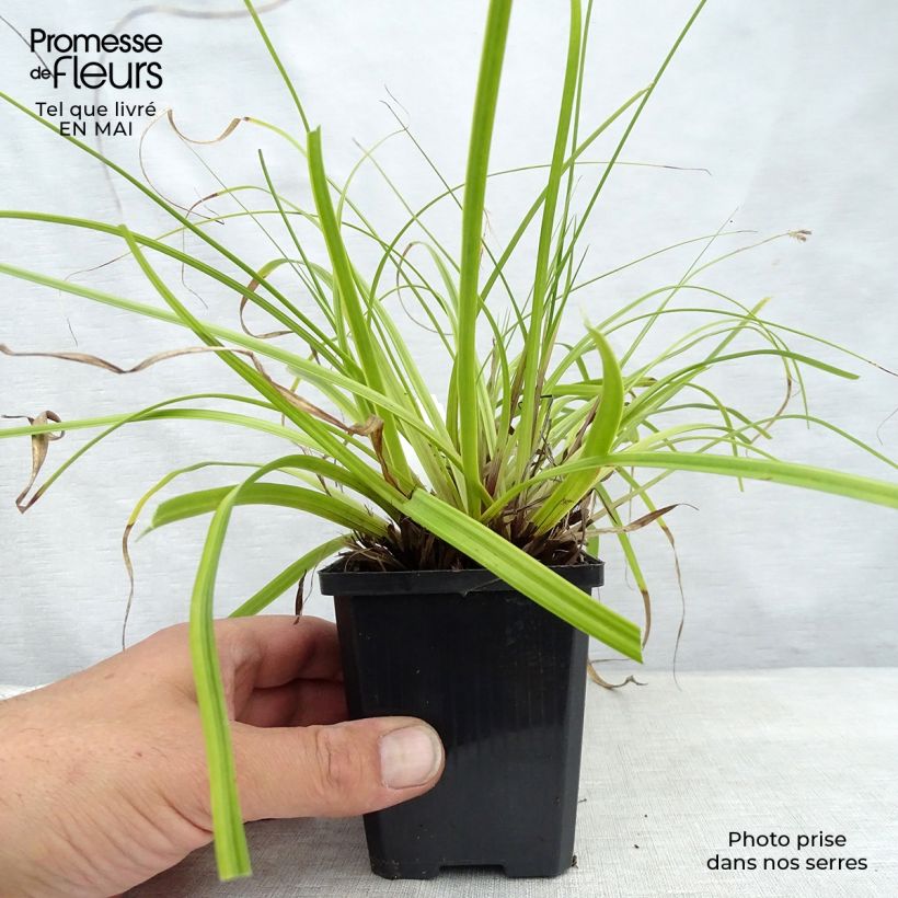 Example of Carex oshimensis Everlime - Laîche d'Oshima  Godet de 8/9 cm as you get in printemps