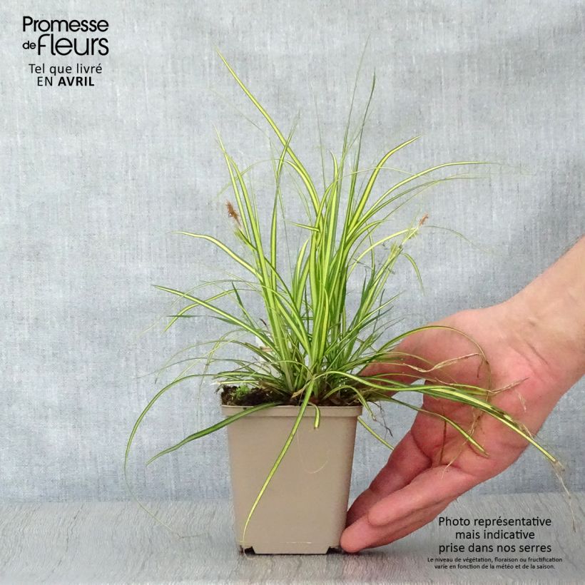 Example of Carex oshimensis Eversheen - Laîche d'Oshima Godet de 8/9 cm as you get in printemps