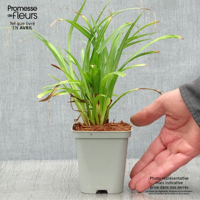Spécimen de Carex pendula - Laîche pendante Godet de 8/9 cm tel que livré au printemps