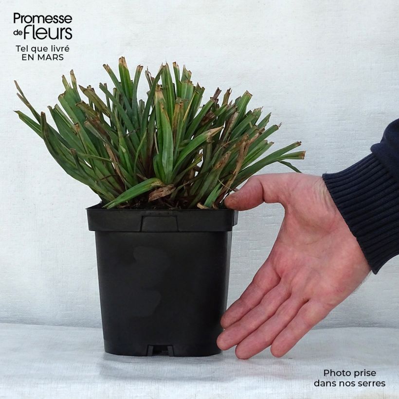 Spécimen de Carex pendula - Laîche pendante Pot de 2L/3L tel que livré au printemps