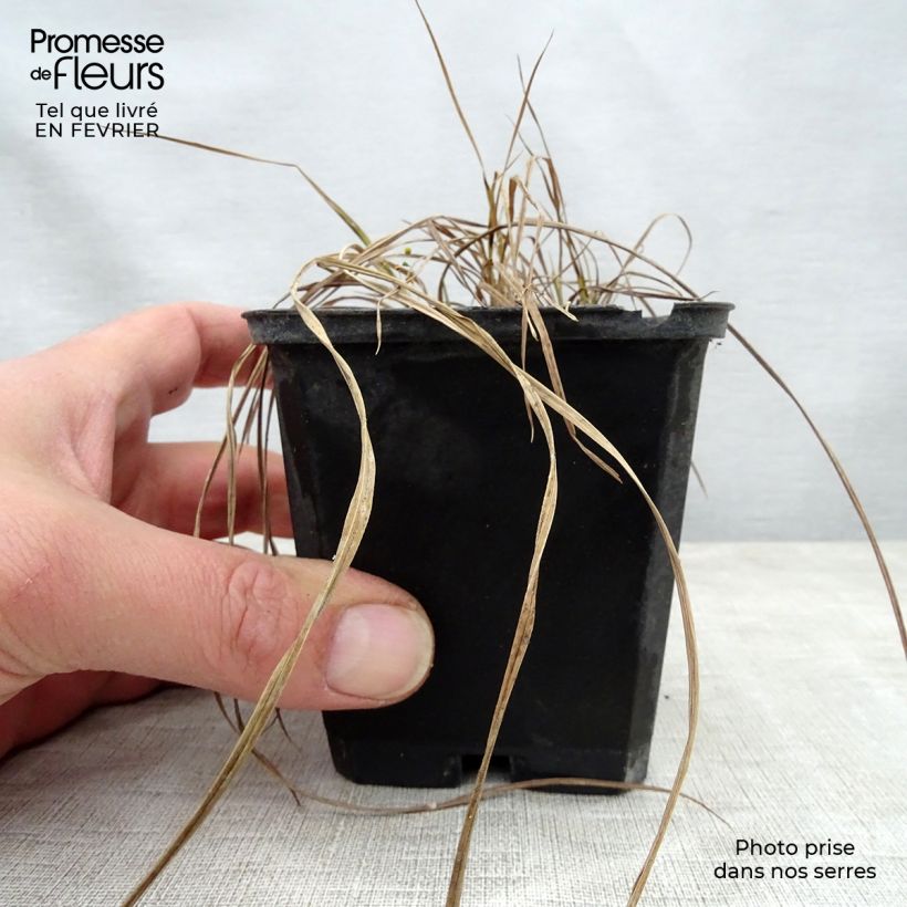 Example of Carex riparia Variegata - Laîche des rives panachée Godet de 8/9 cm as you get in hiver