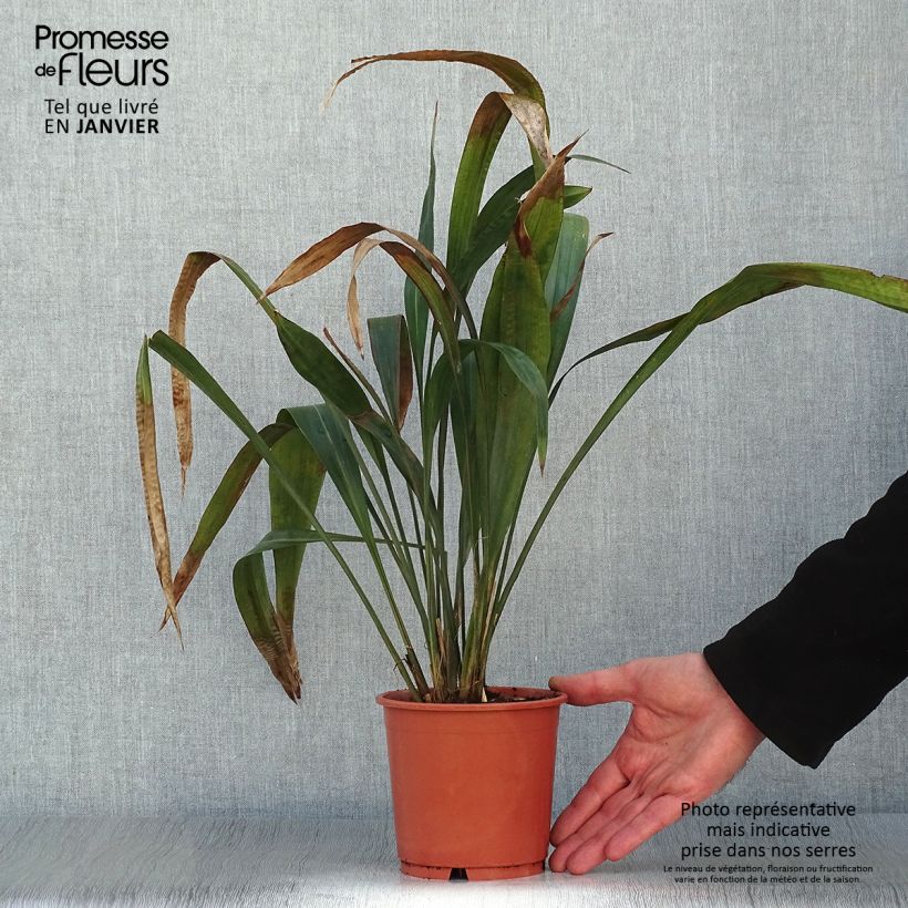 Example of Carex scaposa - Laîche de Chine Pot de 1L/1,5L as you get in hiver