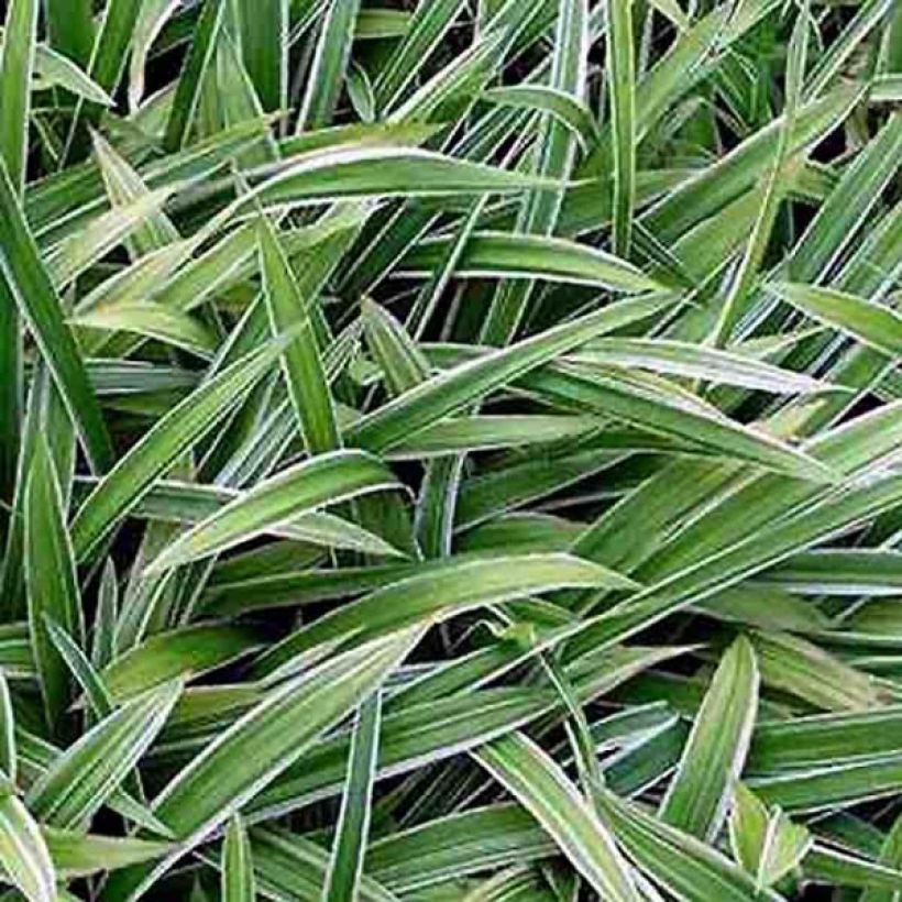 Carex siderosticha Variegata - Laîche (Foliage)