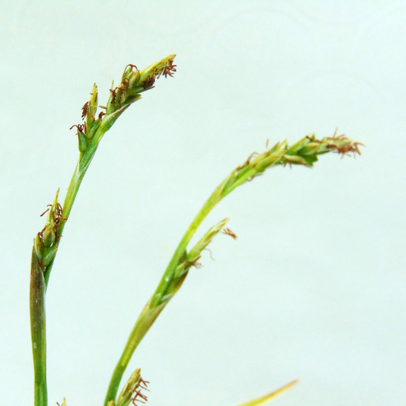 Carex siderosticha Variegata - Laîche (Flowering)