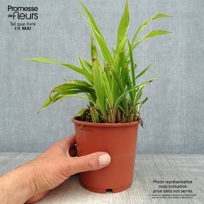 Example of Carex siderosticha Variegata - Laîche Pot de 1L/1,5L as you get in printemps
