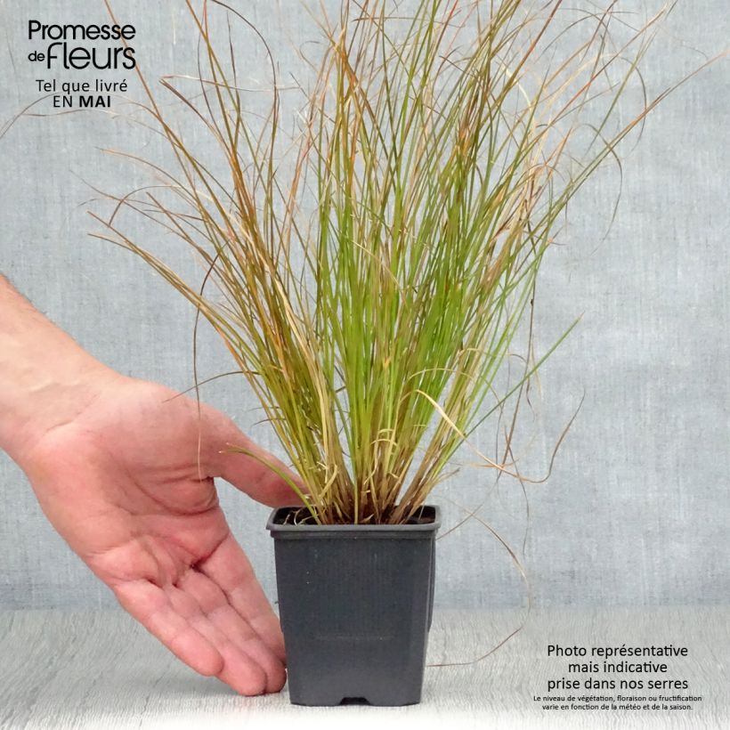 Example of Carex testacea Lime Shine - Laîche Godet de 8/9 cm as you get in printemps