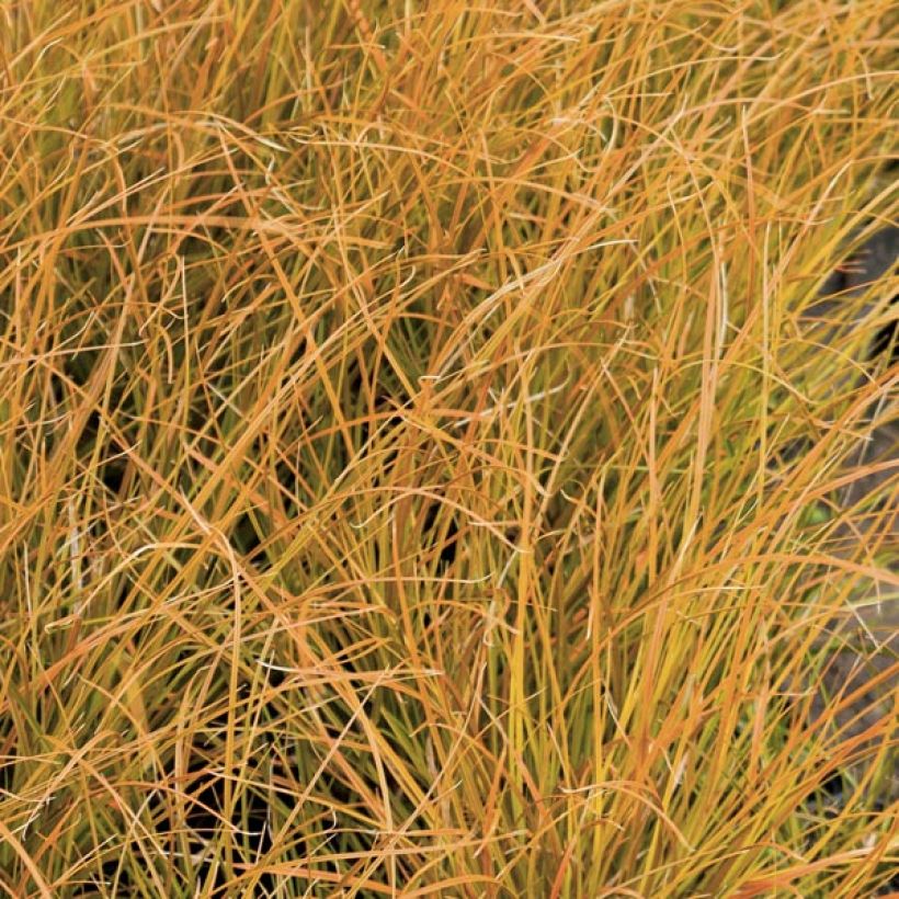 Carex testacea Prairie Fire - Laîche orange (Feuillage)