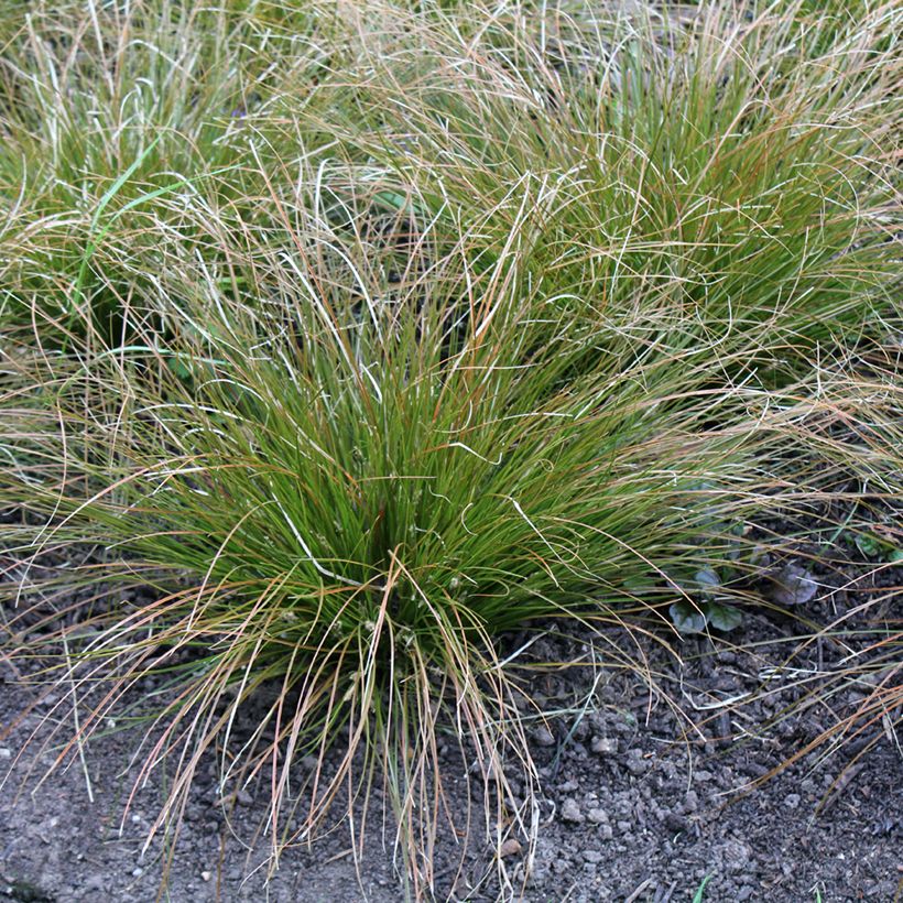 Carex testacea Prairie Fire - Laîche orange (Port)