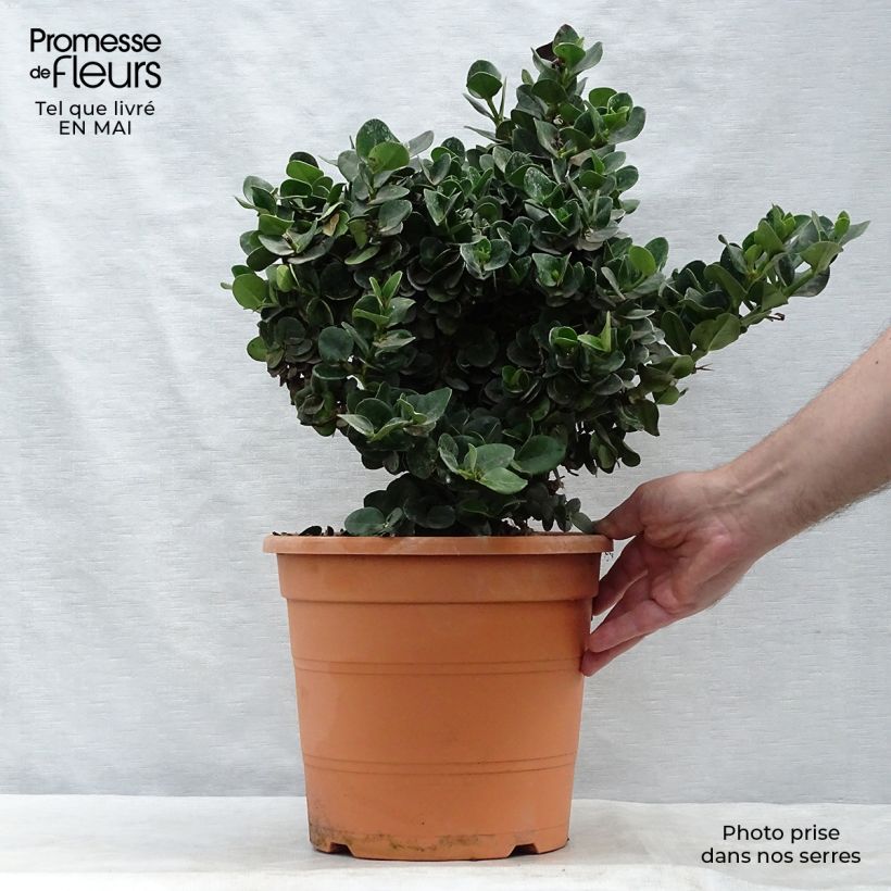Spécimen de Carissa macrocarpa - Prunier du Natal Pot de 7,5L/10L tel que livré au printemps
