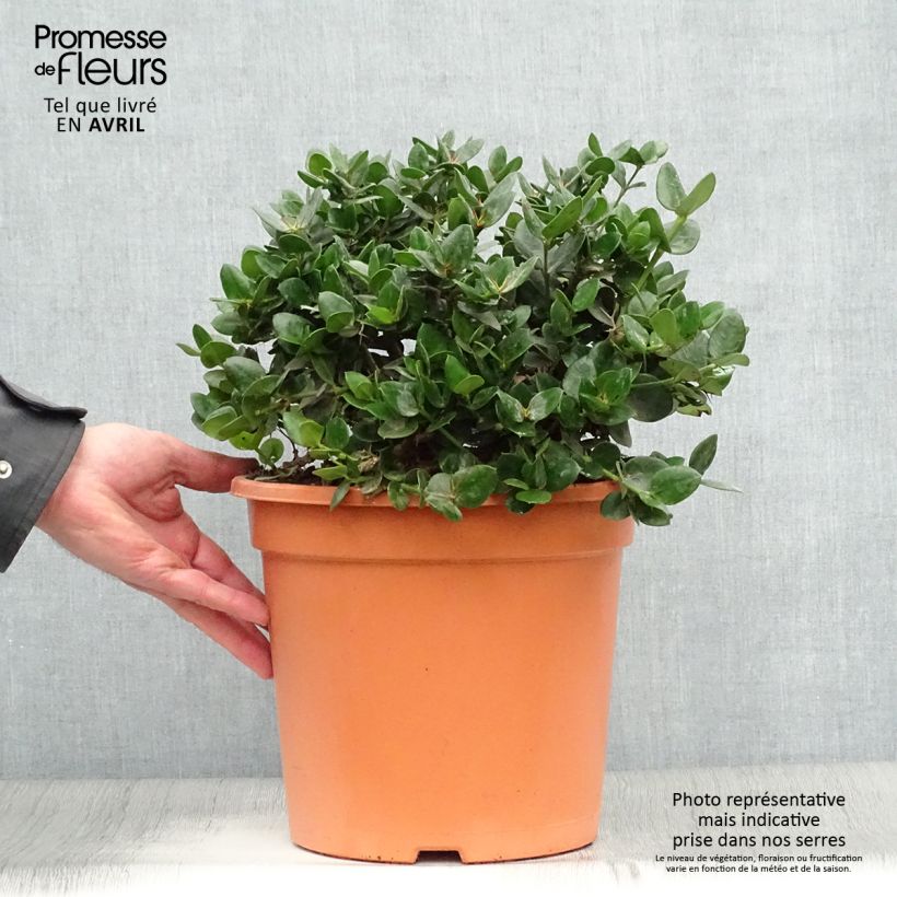Spécimen de Carissa macrocarpa prostrata - Prunier du Natal Pot de 7,5L/10L tel que livré au printemps