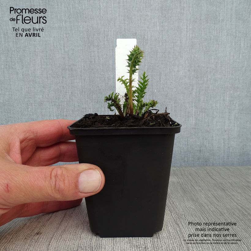 Spécimen de Carlina acaulis ssp. simplex Bronze - Carline des Alpes Godet de 8/9 cm tel que livré au printemps