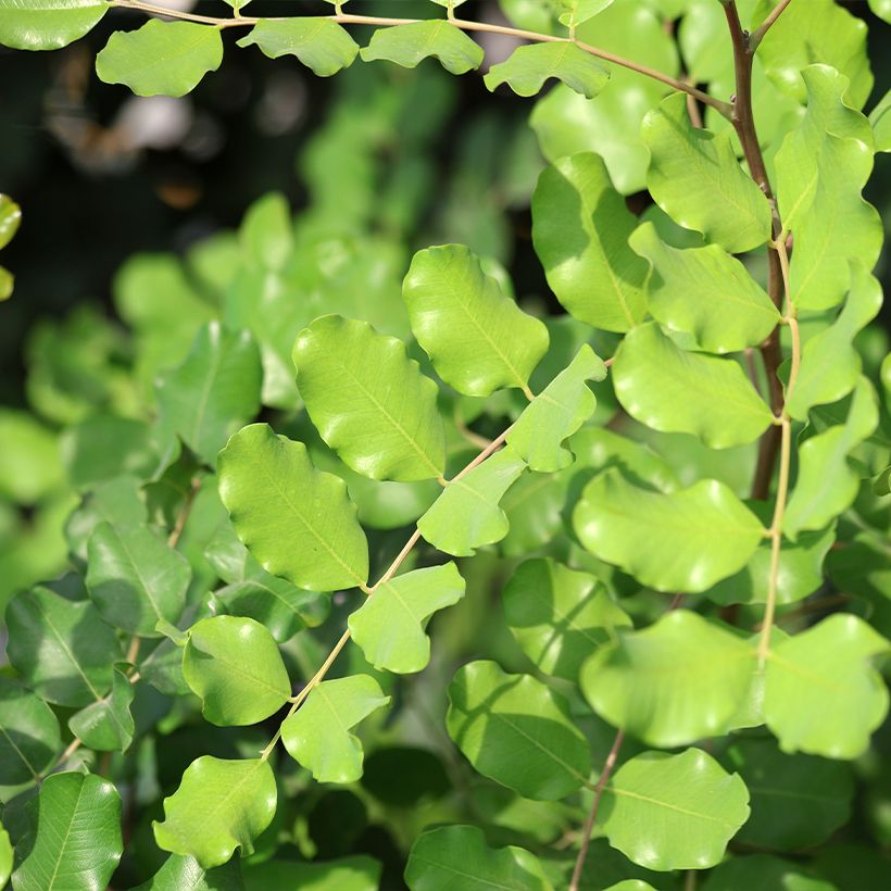 Caroubier - Ceratonia siliqua (Feuillage)