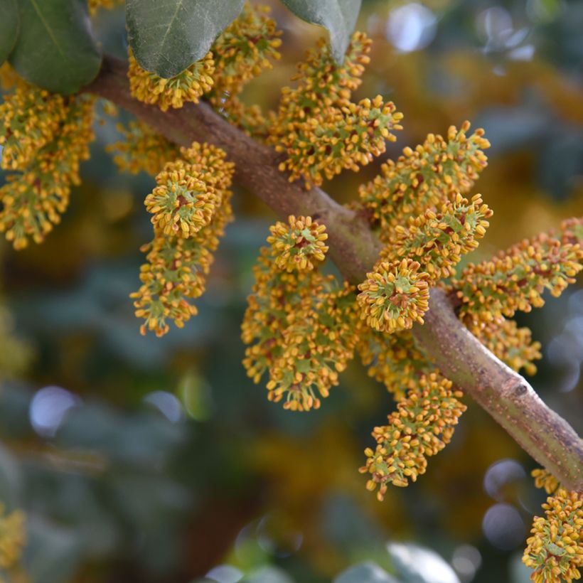 Caroubier - Ceratonia siliqua (Floraison)