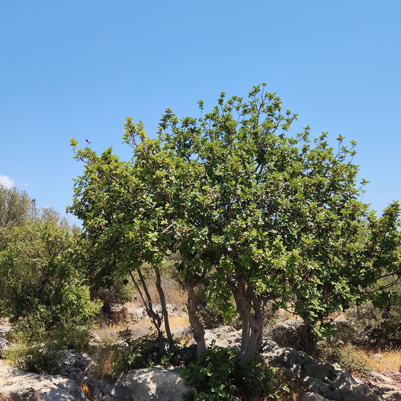 Caroubier - Ceratonia siliqua (Port)