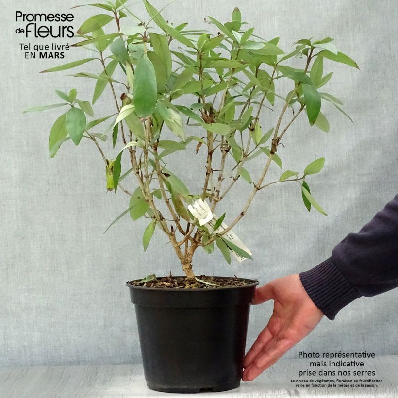 Spécimen de Carpenteria californica Bodnant - Carpentière de Californie Pot de 3L/4L tel que livré au printemps