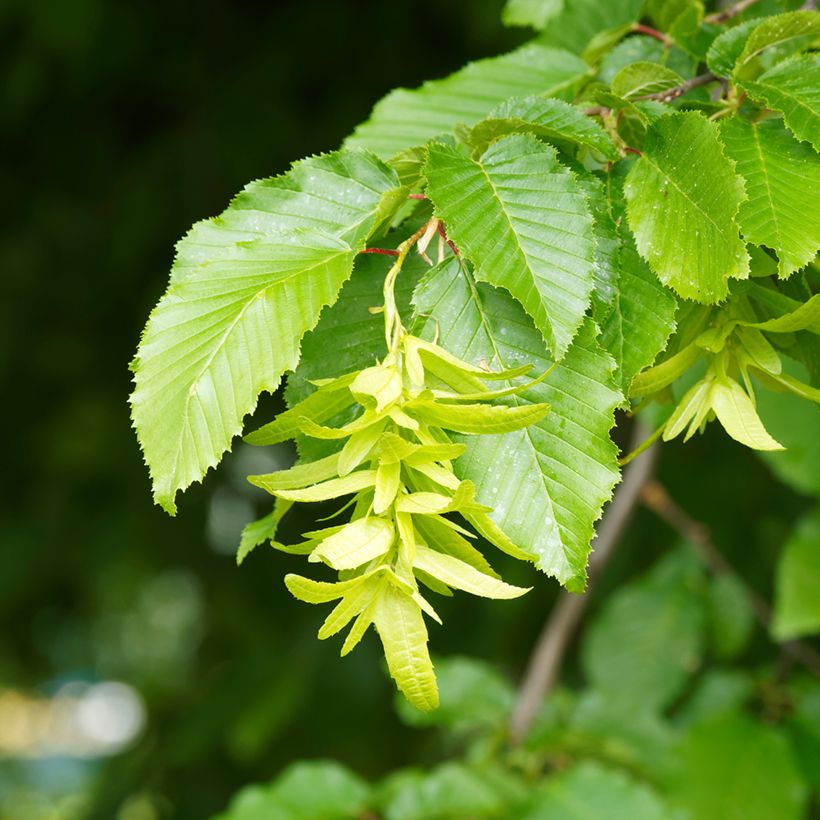 Carpinus betulus Fastigiata - Charme fastigié (Floraison)