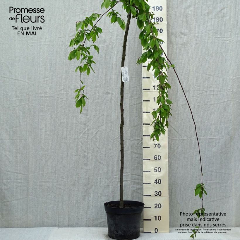 Spécimen de Carpinus betulus Pendula - Charme commun pleureur Pot de 12L/15L, Tige tel que livré au printemps