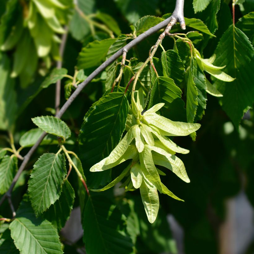 Carpinus betulus Pendula - Charme commun pleureur (Floraison)