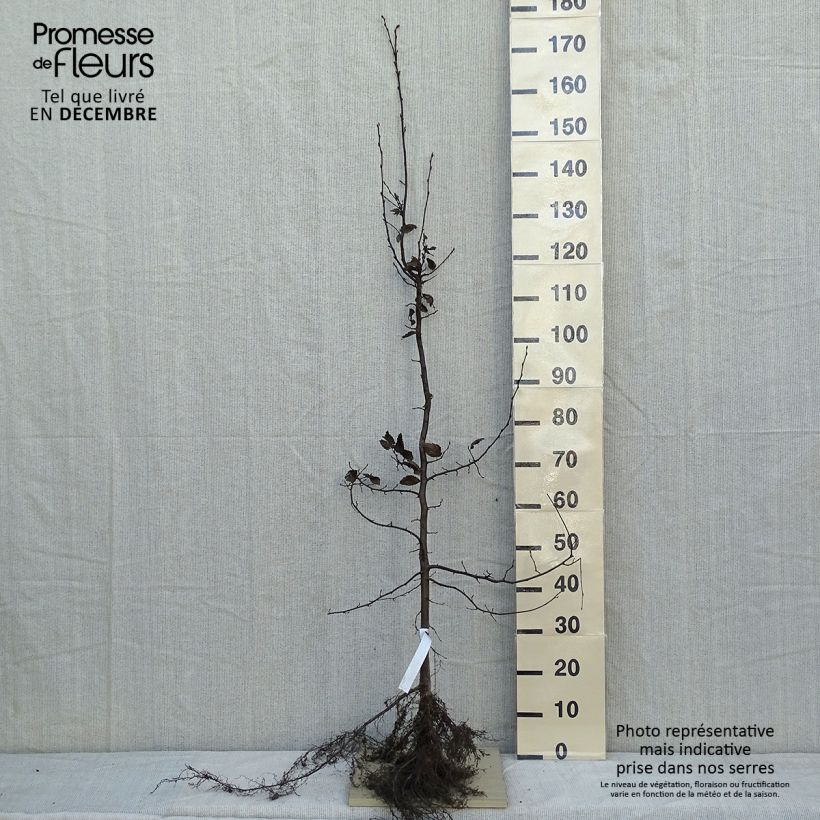 Spécimen de Carpinus betulus - Charme commun, Charmille  Racines nues tel que livré en hiver