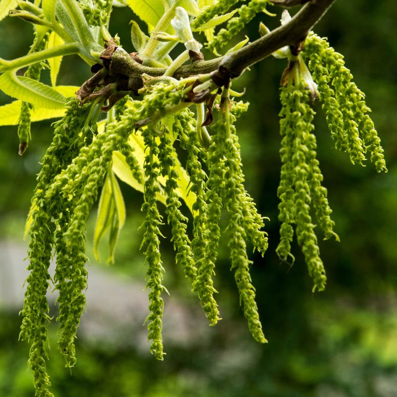Carya illinoinensis Mohawk - Noix de Pécan - Pacanier (Flowering)