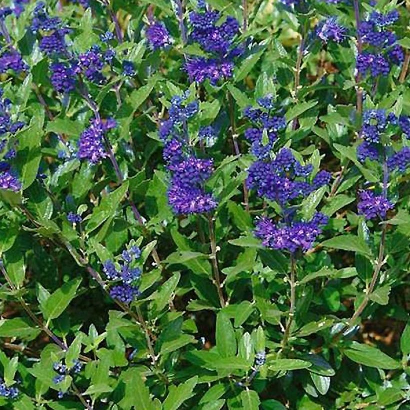 Caryopteris clandonensis First Choice - Spirée bleue (Floraison)