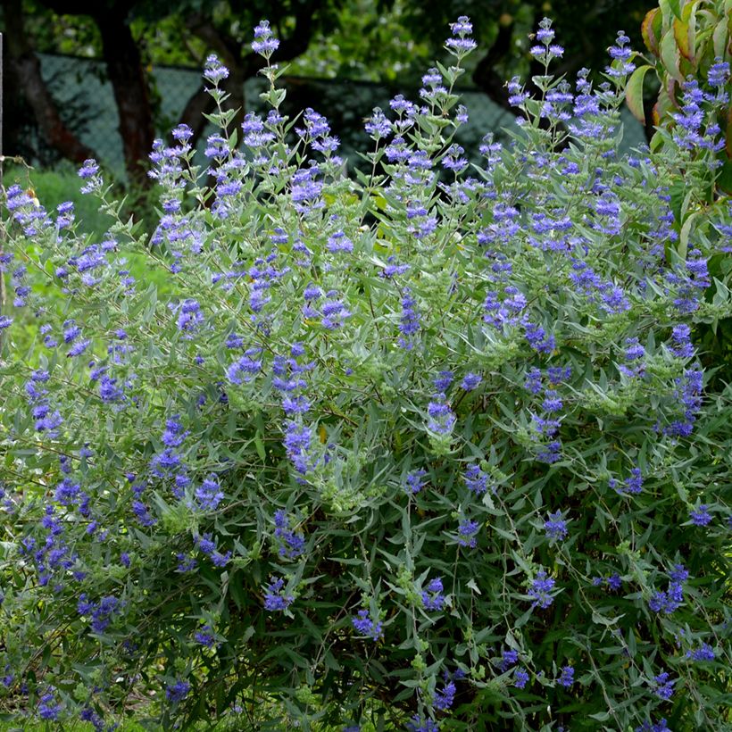Caryopteris clandonensis Heavenly Blue - Spirée bleue (Plant habit)