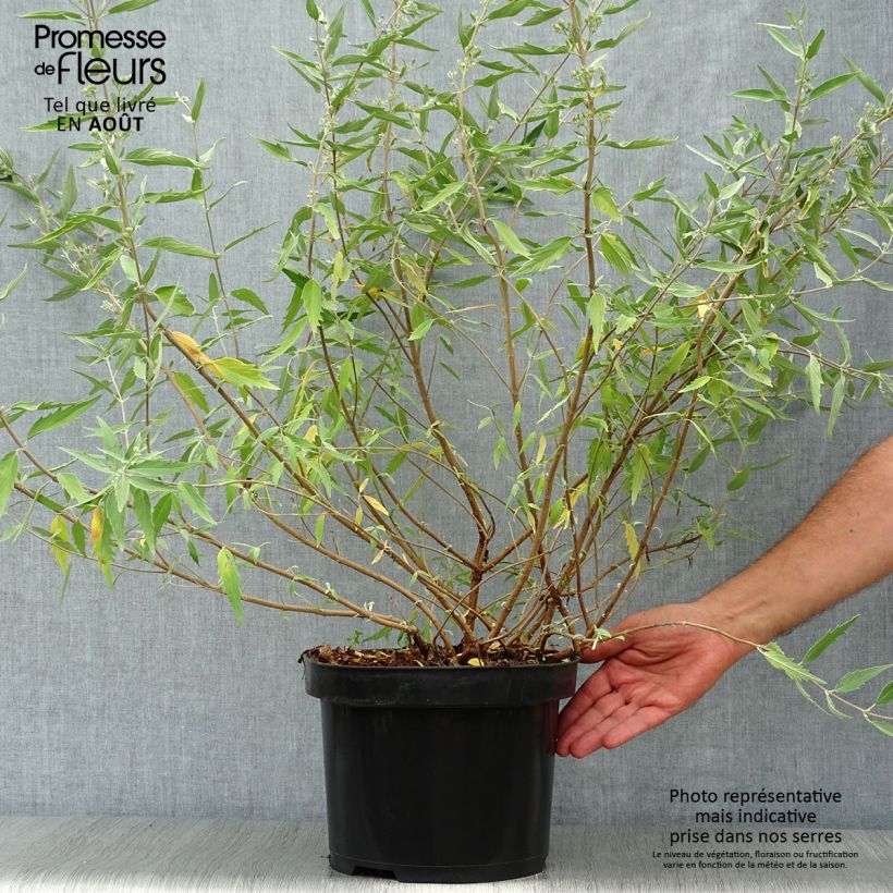 Spécimen de Caryopteris clandonensis Heavenly Blue - Spirée bleue Pot de 7,5L/10L tel que livré en été