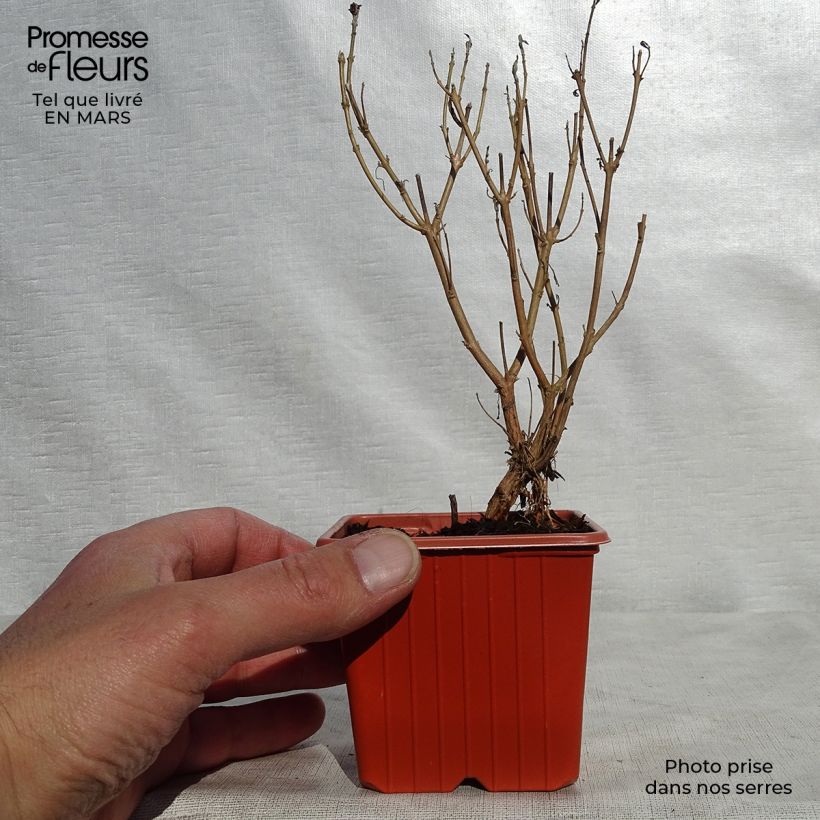 Example of Caryopteris clandonensis Heavenly Blue - Spirée bleue Godet de 8/9 cm as you get in printemps