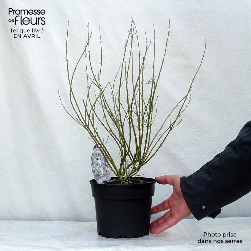 Example of Caryopteris clandonensis Sterling Silver - Spirée bleue Pot de 2L/3L as you get in printemps