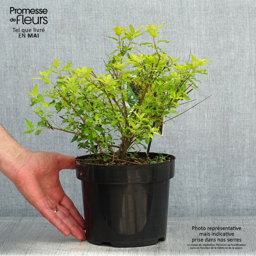 Spécimen de Caryopteris incana Sunny Blue - Spirée bleue, Barbe bleue Pot de 2L/3L tel que livré au printemps