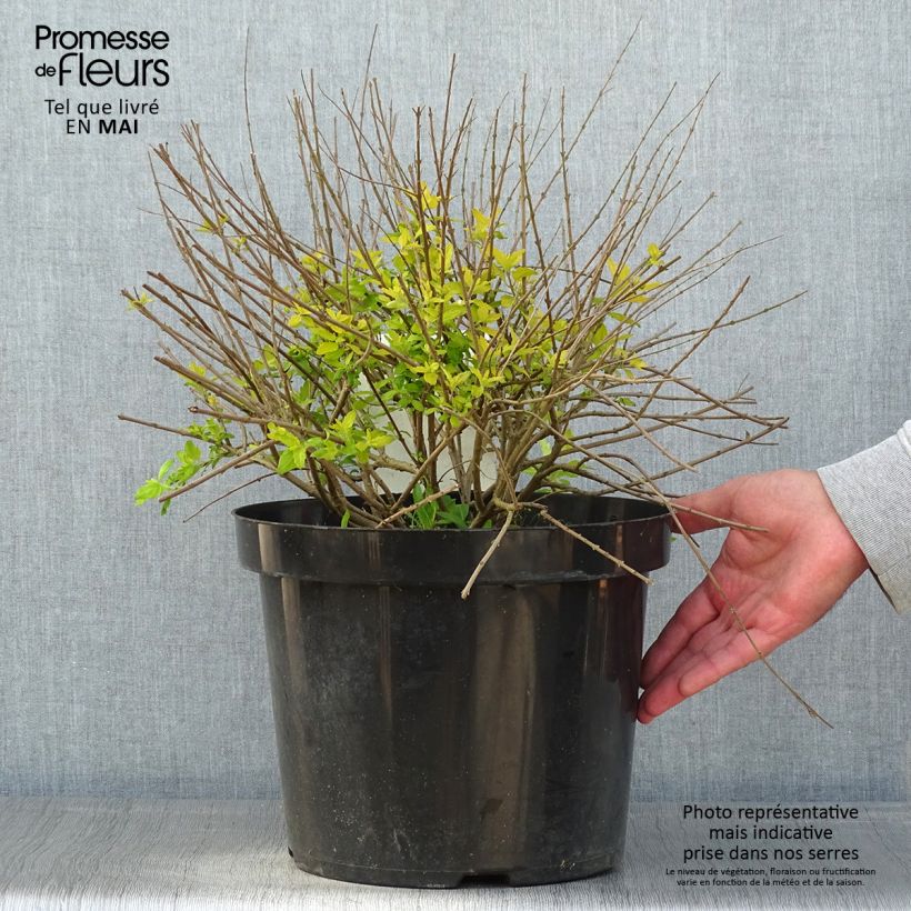 Spécimen de Caryopteris incana Sunshine Blue - Barbe-bleue, Spirée bleue Pot de 7,5L/10L tel que livré au printemps