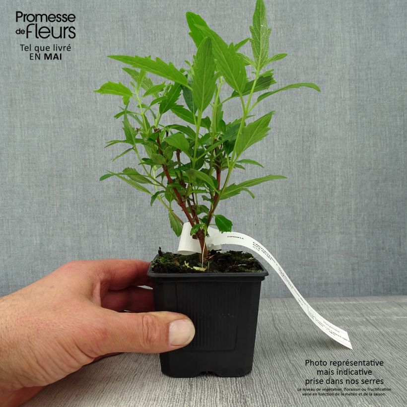 Spécimen de Caryopteris x clandonensis Camara Dark Blue - Spirée bleue Godet de 8/9 cm tel que livré au printemps