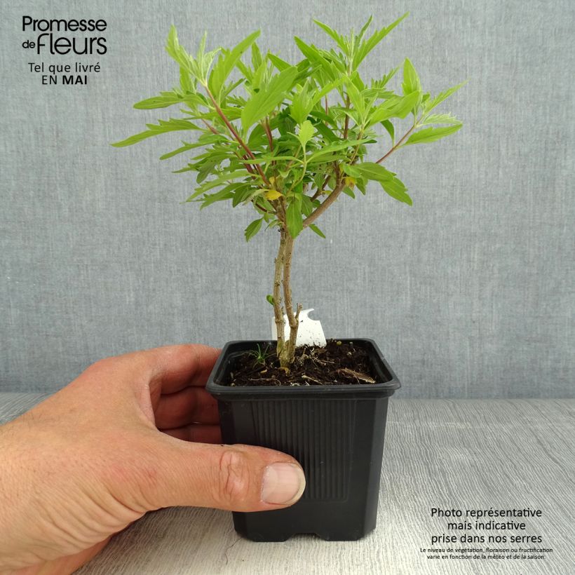 Spécimen de Caryopteris clandonnensis Pavilion Pink - Spirée bleue Godet de 8/9 cm tel que livré au printemps