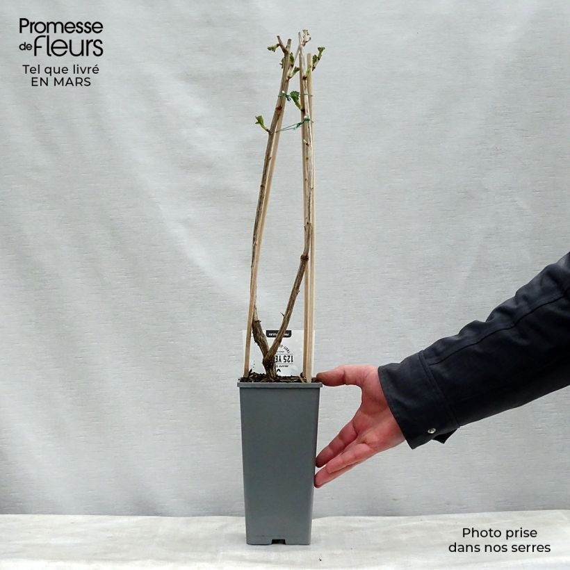 Spécimen de Casseiller Jostaberry - Ribes x nidigrolaria Pot de 1,5L/2L, Buisson tel que livré au printemps
