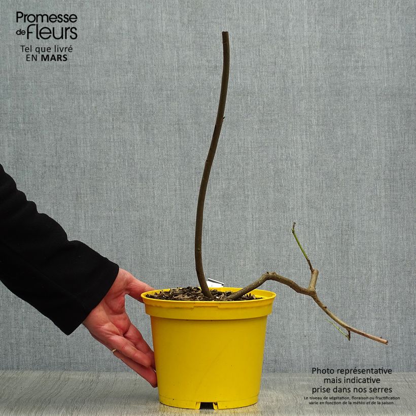 Spécimen de Cassia floribunda - Senné Pot de 2L/3L tel que livré au printemps