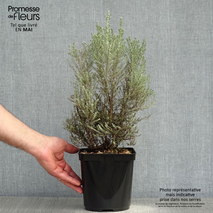 Spécimen de Cassinia retorta Ward Silver - Buisson miel Pot de 3L/4L tel que livré au printemps