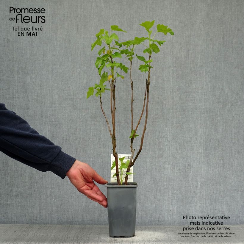 Example of Cassissier Andega Bio Pot de 1,5L/2L, Buisson as you get in printemps