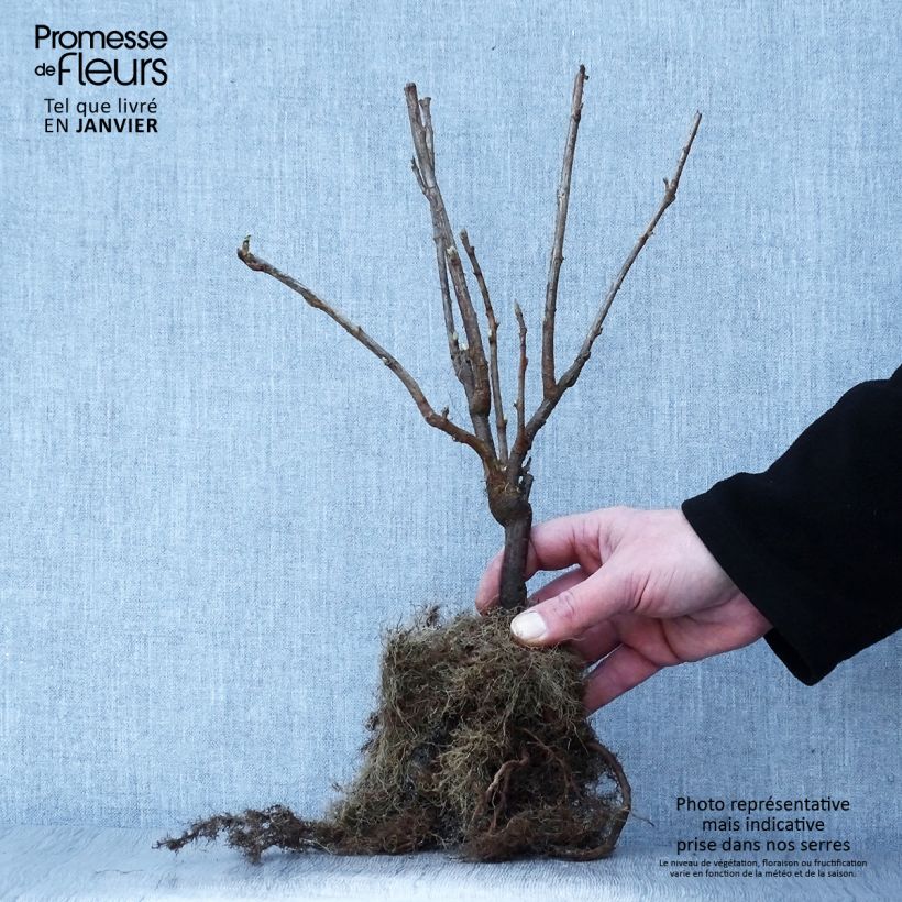Spécimen de Cassissier Andega (autofertile) Racines nues tel que livré en hiver