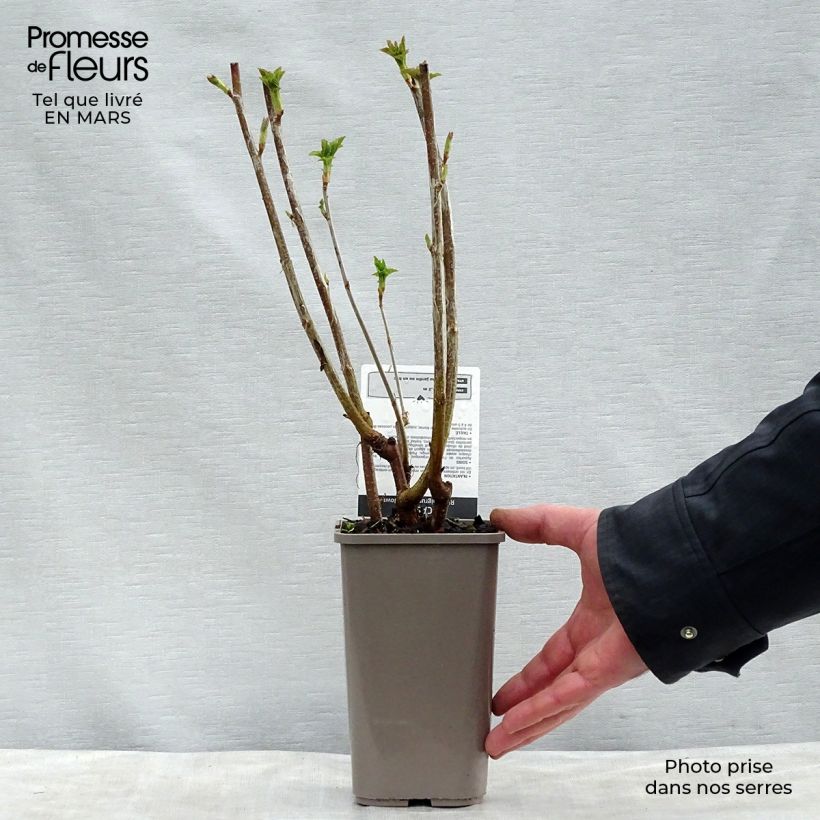 Spécimen de Cassissier Black Down Pot de 1L/1,5L, Buisson tel que livré au printemps