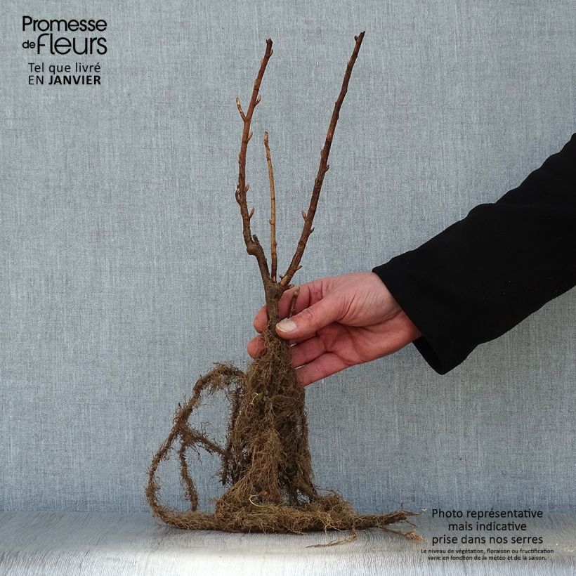 Spécimen de Cassissier Black Down Racines nues, Buisson tel que livré en hiver